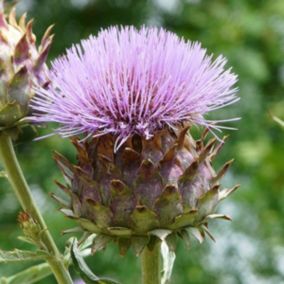 6 x Artichaut - Cynara scolymus  - godet 9cm x 9cm