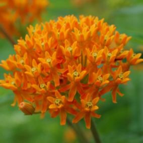 6 x Asclépiade tubéreuse - Asclepias tuberosa  - godet 9cm x 9cm