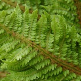 6 x Aspidie à cils raides 'Congestum' - Polystichum setiferum 'Congestum'  - godet 9cm x 9cm