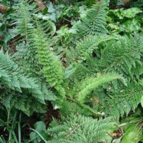 6 x Aspidie à cils raides 'Densum' - Polystichum setiferum 'Densum'  - godet 9cm x 9cm