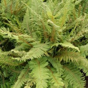 6 x Aspidie à cils raides 'Herrenhausen' - Polystichum setiferum 'Herrenhausen'  - godet 9cm x 9cm