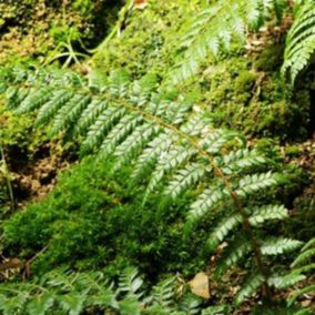 6 x Aspidie de Braun - Polystichum braunii  - godet 9cm x 9cm