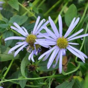 6 x Aster de Frikartii 'Mönch' - Aster frikartii 'Moench'  - godet 9cm x 9cm