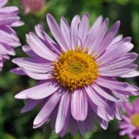 6 x Aster des Alpes 'Happy End' - Aster alpinus 'Happy End'  - godet 9cm x 9cm