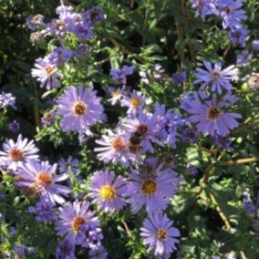 6 x Aster des Pyrénées 'Lutetia' - Aster pyrenaeus 'Lutetia'  - godet 9cm x 9cm