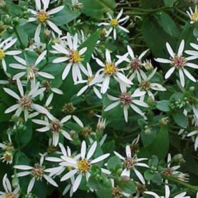 6 x Aster divariqué - Aster divaricatus  - godet 9cm x 9cm