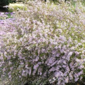 6 x Aster ericoides 'Erlkoenig' - Aster Ericoides 'Erlkoenig'  - godet 9cm x 9cm