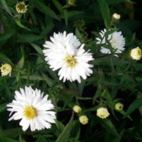 6 x Aster grand d'automne - Aster novi belgii 'White Ladies'  - godet 9cm x 9cm