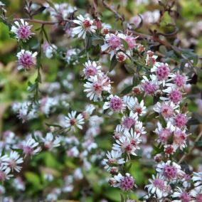 6 x Aster lateriflorus 'Lady In Black' - Aster lateriflorus 'Lady In Black'  - godet 9cm x 9cm