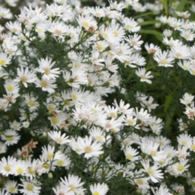 6 x Aster 'Monte Cassino' - Aster 'Monte Cassino'  - godet 9cm x 9cm