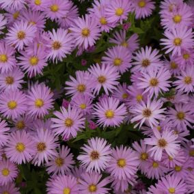 6 x Aster nain - Aster dumosus 'Herbstgruss Von Bresserhof'  - godet 9cm x 9cm