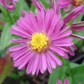 6 x Aster nain 'Jenny' - Aster dumosus 'Jenny'  - godet 9cm x 9cm