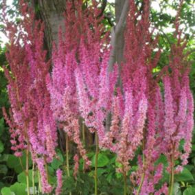 6 x Astilbe de Chine - Astilbe chinensis 'superba'  - godet 9cm x 9cm