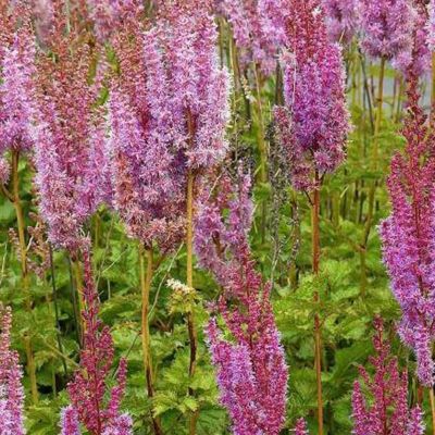6 x Astilbe de Chine - Astilbe chinensis 'superba'  - godet 9cm x 9cm