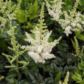 6 x Astilbe de Chine - Astilbe thunbergii 'Professor Van Der Wielen'  - godet 9cm x 9cm