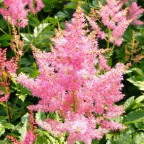 6 x Astilbe du Japon 'Rheinland - Astilbe japonica 'Rheinland'  - godet 9cm x 9cm