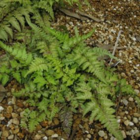 6 x Athyrium niponicum 'Metallicum' - Athyrium Niponicum 'Metallicum'  - godet 9cm x 9cm