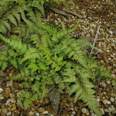 6 x Athyrium niponicum 'Metallicum' - godet 9cm x 9cm
