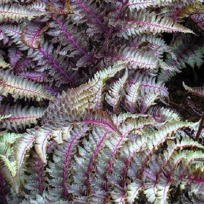 6 x Athyrium niponicum 'Metallicum' - godet 9cm x 9cm