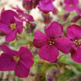 6 x Aubriète 'Bressingham Red' - Aubrieta 'Bressingham Red'  - godet 9cm x 9cm