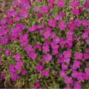 6 x Aubriète 'Cascade Red - Aubrieta 'Cascade Red'  - godet 9cm x 9cm