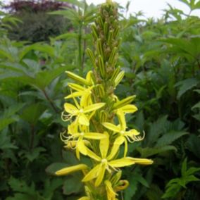 6 x Bâton de Jacob - Asphodeline Lutea  - godet 9cm x 9cm