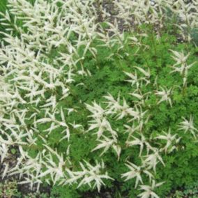 6 x Barbe-de-Bouc - Aruncus aethusifolius  - godet 9cm x 9cm