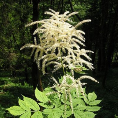6 x Barbe-de-Bouc dioïque - Aruncus dioicus  - godet 9cm x 9cm