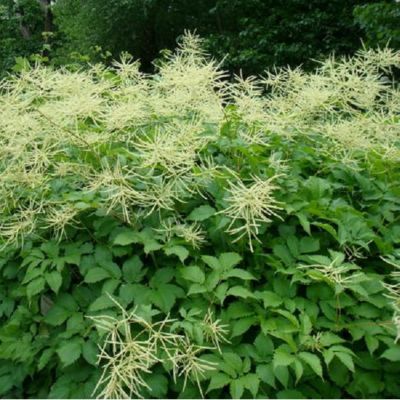 6 x Barbe-de-Bouc dioïque - Aruncus dioicus  - godet 9cm x 9cm