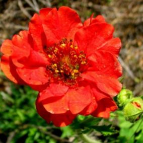 6 x Benoîte 'Mrs Bradshaw' - Geum chiloense 'Mrs Bradshaw'  - godet 9cm x 9cm