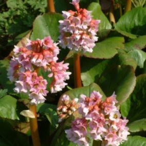 6 x Bergenia 'Baby Doll - Bergenia 'Baby Doll'  - godet 9cm x 9cm