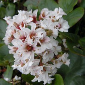 6 x Bergenia 'Silberlicht - Bergenia 'Silberlicht'  - godet 9cm x 9cm