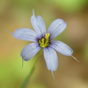 6 x Bermudienne à feuilles étroites - Sisyrinchium angustifolium  - godet 9cm x 9cm