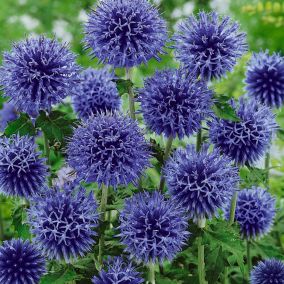 6 x Boule azurée 'Blue Globe' - Echinops bannaticus 'Blue Globe'  - godet 9cm x 9cm