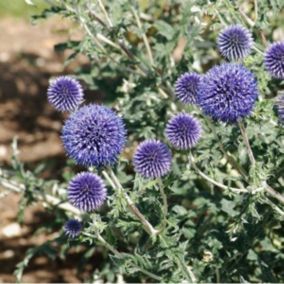 6 x Boule azurée - Echinops ritro  - godet 9cm x 9cm