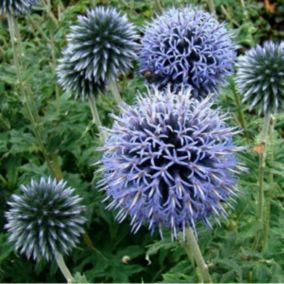 6 x Boule azurée - Echinops ritro 'Veitch's Blue'  - godet 9cm x 9cm