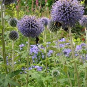 6 x Boule azurée 'Taplow Blue' - Echinops bannaticus 'Taplow Blue'  - godet 9cm x 9cm