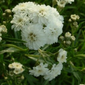 6 x Bouton d'Argent 'The Pearl' - Achillea Ptarmica 'The Pearl'  - godet 9cm x 9cm