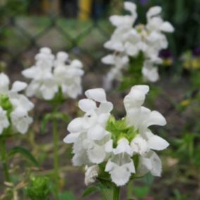 6 x Brunelle 'Alba' , Prunelle - Prunella grandiflora 'Alba'  - godet 9cm x 9cm