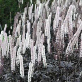 6 x Bugbane 'Brunette' - Actaea simplex 'Brunette'  - godet 9cm x 9cm