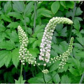 6 x Bugbane à feuilles en cœur - Actaea racemosa  - godet 9cm x 9cm