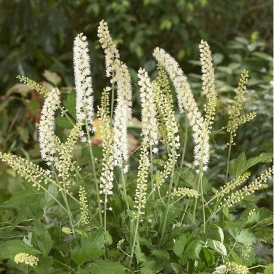 6 x Bugbane 'White Pearl' - Actaea simplex 'White Pearl' - godet 9cm x 9cm
