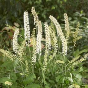 6 x Bugbane 'White Pearl' - Actaea simplex 'White Pearl'  - godet 9cm x 9cm