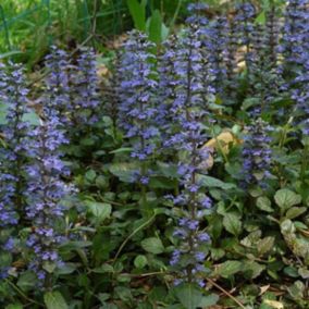 6 x Bugle rampant - Ajuga reptans  - godet 9cm x 9cm