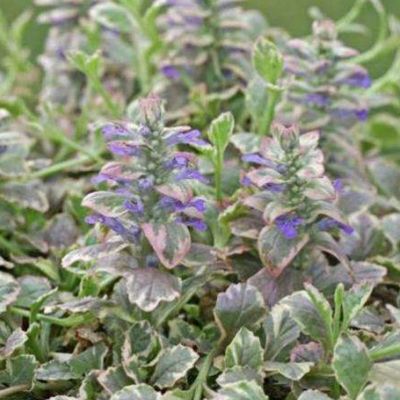 6 x Bugle rampant 'Burgundy Glow' - Ajuga reptans 'Burgundy Glow ...
