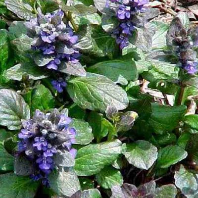 6 x Bugle rampant 'Catlin's Giant' - Ajuga reptans 'Catlin's Giant ...