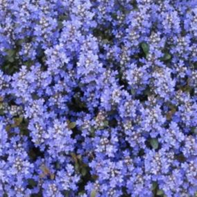 6 x Bugle rampant 'Chocolate Chips' - Ajuga reptans 'Chocolate Chips'  - godet 9cm x 9cm