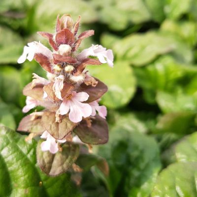6 x Bugle rampant pourpre - Ajuga reptans 'Rosea' - godet 9cm x 9cm