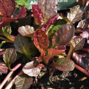 6 x Bugle rampant pourpre 'Atropurpurea' - Ajuga reptans 'Atropurpurea'  - godet 9cm x 9cm