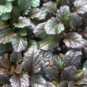 6 x Bugle rampant 'Rainbow' - Ajuga reptans 'Rainbow'  - godet 9cm x 9cm